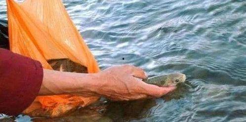 娱乐吃瓜酱英国水葬