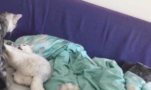 喵喵吃瓜娱乐,揭秘娱乐圈那些不为人知的幕后故事